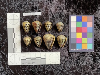 ventral possible photo thumbnail