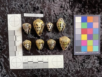 ventral possible photo thumbnail
