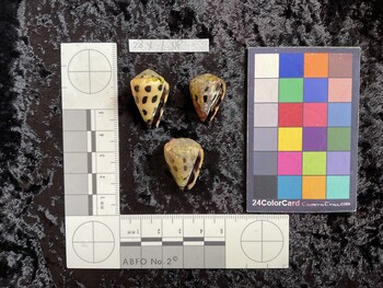 ventral possible photo thumbnail