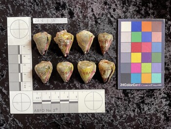ventral possible photo thumbnail