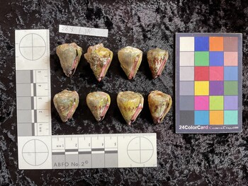 ventral possible photo thumbnail