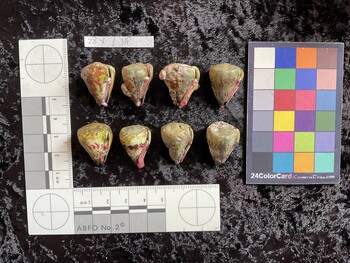 ventral possible photo thumbnail
