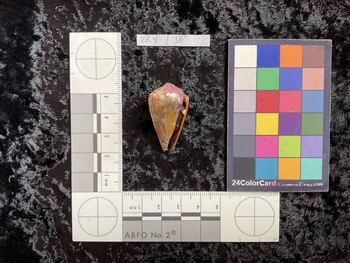 35x19.5x29 ventral photo thumbnail