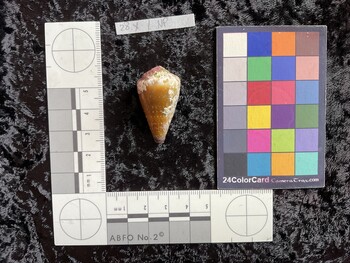 35x19.5x29 dorsal photo thumbnail