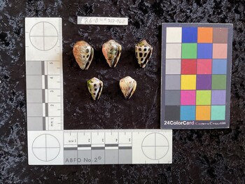 20.5x14x16 ventral photo thumbnail