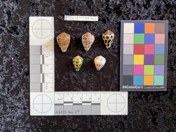 20.5x14x16 dorsal photo thumbnail
