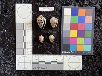 22x14x16.5 ventral photo thumbnail