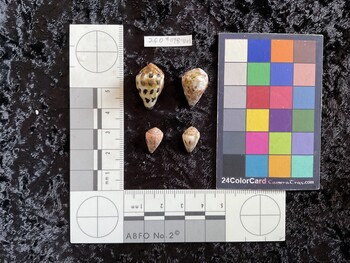 22x14x16.5 dorsal photo thumbnail