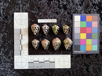 23x15.5x19 ventral photo thumbnail