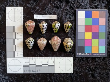 23x15.5x19 dorsal photo thumbnail
