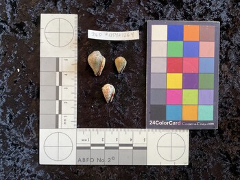 18*x12x13.5 ventral photo thumbnail