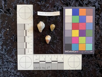 18*x12x13.5 dorsal photo thumbnail