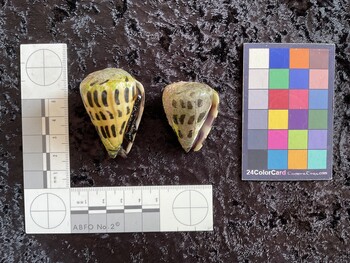 48x32.5x41.5 ventral photo thumbnail