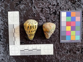 48x32.5x41.5 dorsal photo thumbnail