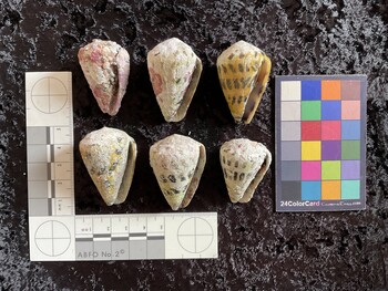 ventral possible photo thumbnail