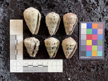 ventral possible photo thumbnail