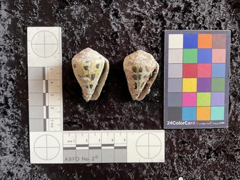 ventral possible photo thumbnail