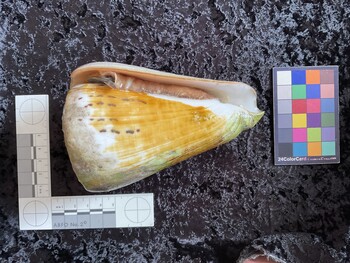 ventral possible photo thumbnail