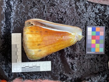 ventral possible photo thumbnail