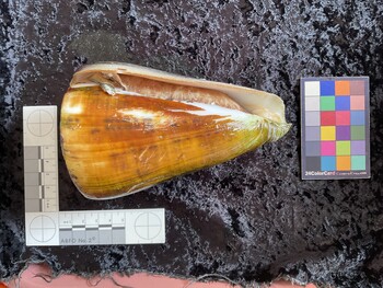 ventral possible photo thumbnail