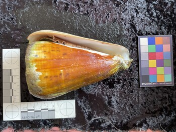 ventral possible photo thumbnail