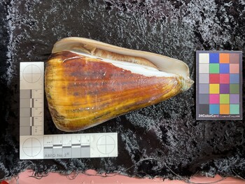 ventral possible photo thumbnail