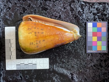 ventral possible photo thumbnail