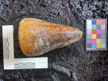 dorsal possible photo thumbnail
