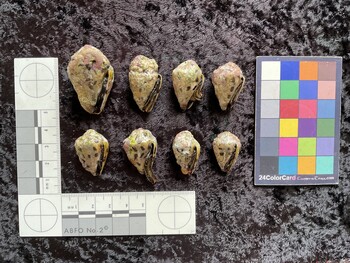 ventral possible photo thumbnail