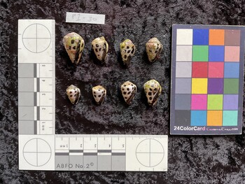 ventral possible photo thumbnail