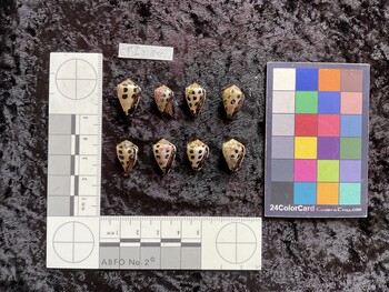 ventral possible photo thumbnail