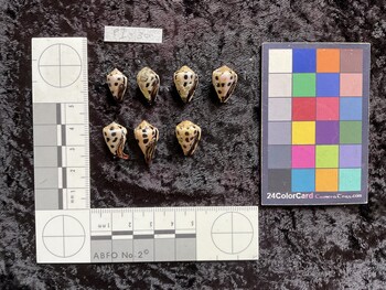 ventral possible photo thumbnail