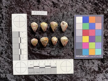 ventral possible photo thumbnail