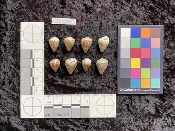 dorsal possible photo thumbnail