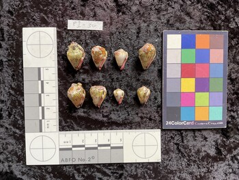 ventral possible photo thumbnail