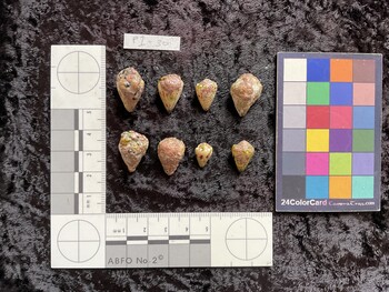 dorsal possible photo thumbnail