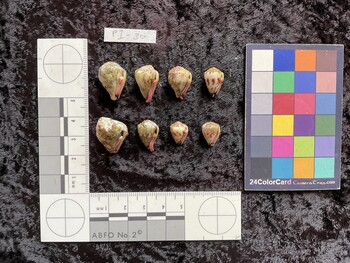 ventral possible photo thumbnail