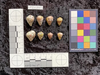 dorsal possible photo thumbnail