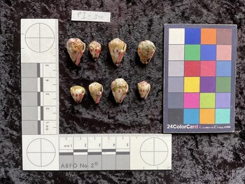 ventral possible photo thumbnail
