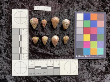 dorsal possible photo thumbnail