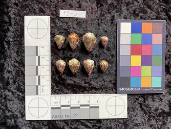 ventral possible photo thumbnail