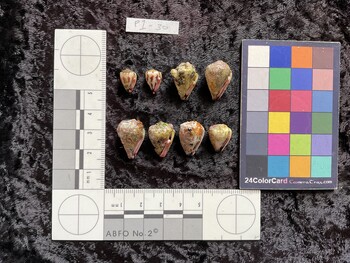 ventral possible photo thumbnail