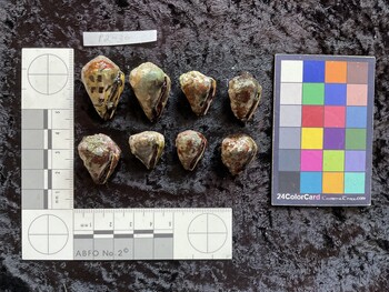 ventral possible photo thumbnail