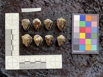 ventral possible photo thumbnail