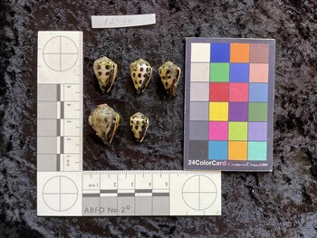 ventral possible photo thumbnail