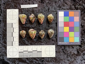 ventral possible photo thumbnail