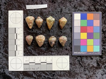 dorsal possible photo thumbnail