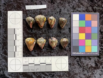 ventral possible photo thumbnail