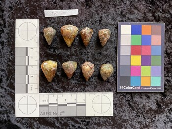 dorsal possible photo thumbnail