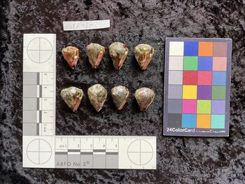 ventral possible photo thumbnail